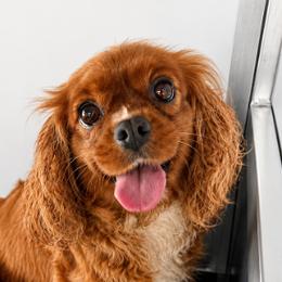 Mia - Cavapoo
