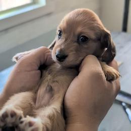 Max - Red male Dachshund puppy in Waddell, Arizona from The Bearded Companions
