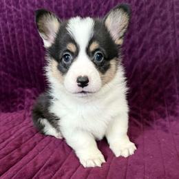 FRANCESCA (FRANNIE) - Black and tan female Pembroke Welsh Corgi puppy in Drain, Oregon from Sunnydale Corgis