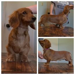 Peanut - Dachshund