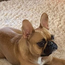 French Bulldog Puppies from Forever Friendchies