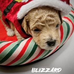 Blizzard - Apricot Poodle puppy in Houston, Texas from Jomelkin Furry Pals