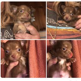 Dewey Riley - Chocolate male Chihuahua puppy in Amelia, Virginia from Pannell’s Precious Pups