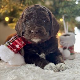 Green - Brown male Bernedoodle puppy in Hesperia, Michigan from Red Acres Poodles & Doodles