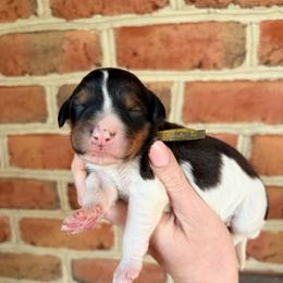 Raptor - Tri-color male Bernedoodle puppy in Denver, Pennsylvania from Greenview Puppies