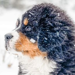 Bernese Mountain Dogs from Garvin Shepherd Mountain Farms