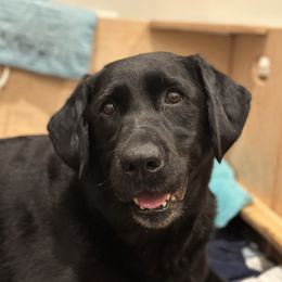 Snowie - Labrador Retriever