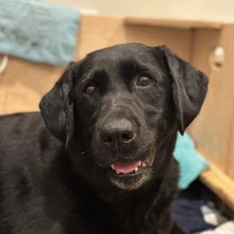 Snowie - Labrador Retriever