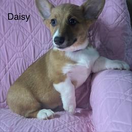 Daisy - White and red female Pembroke Welsh Corgi puppy in New Waverly, Texas from Corgie & Cream Paradise