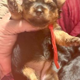 Dora - Black and tan female Yorkshire Terrier puppy in Tangipahoa County, Louisiana from Riche’ Louisiana Yorkies