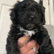 Goldendoodle and Shorkie Puppies from Doodles and More