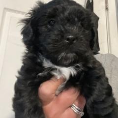 Goldendoodle and Shorkie Puppies from Doodles and More