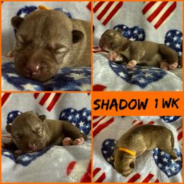 Shadow (nickname) - Red and white male Siberian Husky puppy in Fairborn, Ohio from Haven of Free Spirits