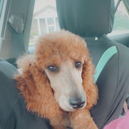 Aussiedoodle, Bernedoodle, and Poodle Puppies from Megan’s Spoiled Standards