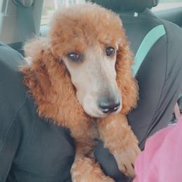 Aussiedoodle, Bernedoodle, and Poodle Puppies from Megan’s Spoiled Standards