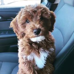 Goldendoodle Puppies from Golden Haven Puppies