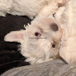 AKC white girl 2 (purple collar) - White female Miniature Schnauzer puppy in Greencastle, Indiana from Tiny Tushy Lodge