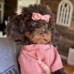 Coco Chanel - Brown female Poodle puppy in Munster, Indiana from Miranda’s Sunshine Poodles and Doodles