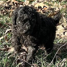 Charlie - Silver male Poodle puppy in Cabool, Missouri from Rafter B Farms