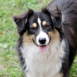 Boba - Black tri male Miniature American Shepherd puppy in Palacios, Texas from Coastal’s Miniature American Shepherds