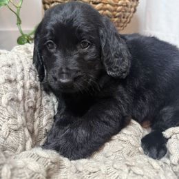 Coal - Black male Goldendoodle puppy in Fayetteville, Arkansas from Silver Hill Farm