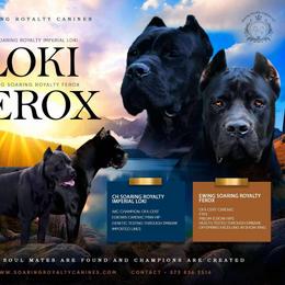 Hocus - Red male Cane Corso puppy in Russellville, Missouri from Soaring Royalty Canines LLC