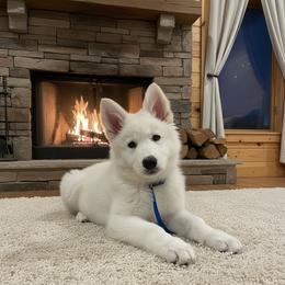 Blue collar    ( TJ Max) - White male Berger Blanc Suisse puppy in Rice Lake, Wisconsin from Windswept White Swiss Shepherds