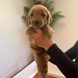 Melon - Red  female Goldendoodle puppy in Kenansville, North Carolina from J+A Family Doodles