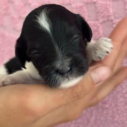 Oreo - Black and white female Bernedoodle puppy in Longmont, Colorado from Colorado Miniature Bernedoodle Puppies
