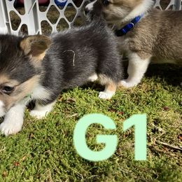 American Corgi and Pembroke Welsh Corgi Puppies from Cascadian Space Coast Corgis LLC