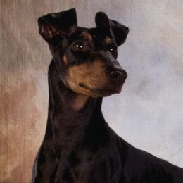 Manchester Terriers from JetCity Manchester Terriers