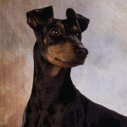 Manchester Terriers from JetCity Manchester Terriers