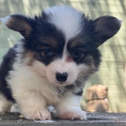 Nana fluffy (purple) - Black and tan female American Corgi puppy in East Oakdale, California from Rhettro Kennels
