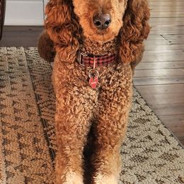 Poodles from Sweeter than Honey