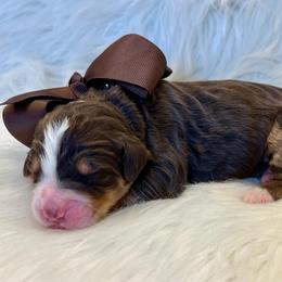 Brown Boy - Brown male Bernedoodle puppy in The Woodlands, Texas from Gracie's Goldendoodles and Bernedoodles of The Woodlands