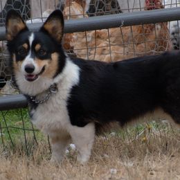 Pembroke Welsh Corgi All Grown Up from Broken Arrow Corgis