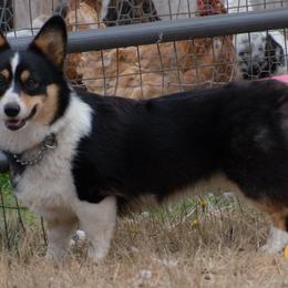 Pembroke Welsh Corgi All Grown Up from Broken Arrow Corgis