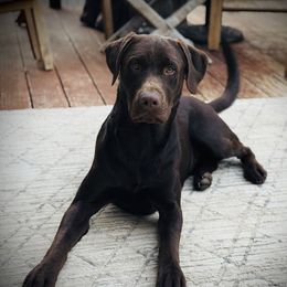 Cooper - Labrador Retriever