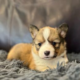 MN - M2 - Sable male Pembroke Welsh Corgi puppy in Stockton, Iowa from Infinity Corgis