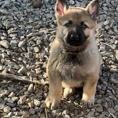 German Shepherd Puppies from StoneWall