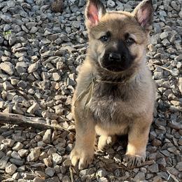 German Shepherd Puppies from StoneWall