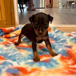 Rocket - Black and tan male Miniature Pinscher puppy in Eatonton, Georgia from TNT Puppies