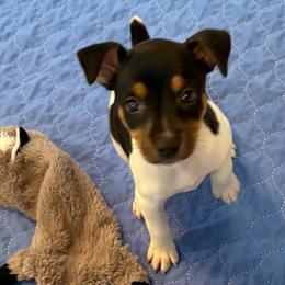 Shelly - Black white and tan female Rat Terrier puppy in Savoy, Texas from Rockin EZ Rat Terriers