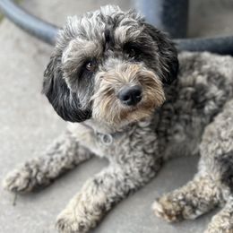 Phoebe - Bernedoodle