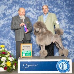 Severus - Poodle