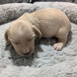 Clear (ee) Cream - Cream male Dachshund puppy in Central Point, Oregon from MRS Long Dog Ranch