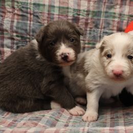 Kazi - Blue Collar - AKC - Blue male Border Collie puppy in Courtland, Alabama from C Bar C Ranch Border Collies