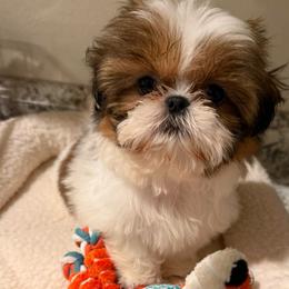 Dexter - Red and white male Shih Tzu puppy in Galveston, Texas from 🌗 New Moon Shih Tzu 🌗
