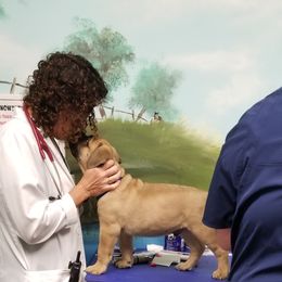 Bullmastiff Puppies from Faulkner Bullmastiffs