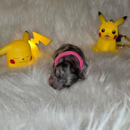 Pink Female - Blue merle female Pomeranian puppy in Buckeye, Arizona from BL Poms Heaven